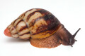 Archachatina marginata grevillei Cameroon striped adult